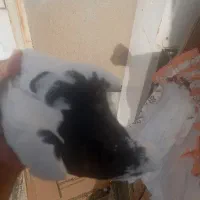 کبوتر طوقی پرشی|پرنده|تهران, قصر فیروزه ۲|دیوار