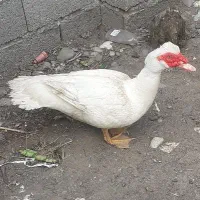 اردک اسراییلی نرسفیدسنگین وزن