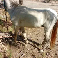 اسب فروشی رام و دستی