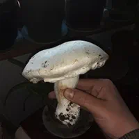 مجموعه آموزشی پرورشی قارچ دکمه ای|خدمات آموزشی|کوچصفهان, |دیوار