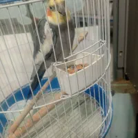 پرنده|پرنده|ماسال, |دیوار