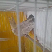 دوجفت عروس به شرط تخم وجوجه الانم تخم کردن