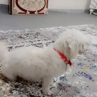 سگ جوان|سگ|سروآباد, |دیوار