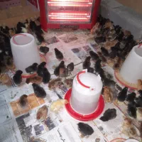 جوجه مرغ محلی واکسن خورده