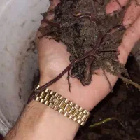 کرم خاکی،طعمه ماهیگیری ،کپوری و قزل الا