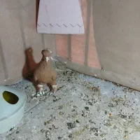 ساری آغ قویروخ