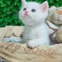 مو کوتاه  ۶۳ روز خالص