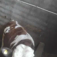 گاوگوساله نر|حیوانات مزرعه|اردبیل, |دیوار