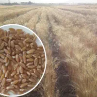 گندم آبی آران