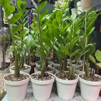 زامیفولیا کوچک