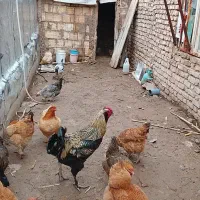 خروس صابونی|حیوانات مزرعه|قزوین, |دیوار