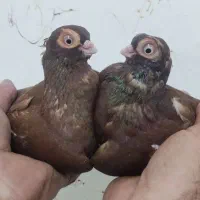 جفت سرخ چشم تلسکوپی ..سالم و سرحال|پرنده|شوشتر, |دیوار