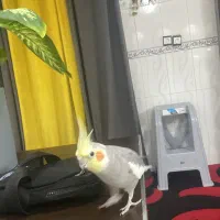 گم شده عروس هلندی