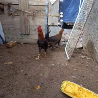 خروس محلی اصل