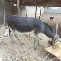 خر الاغ|حیوانات مزرعه|برازجان, |دیوار