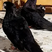 فقط تماس|حیوانات|ایذه, |دیوار