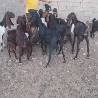 فروش تخفیف پای مامله|حیوانات مزرعه|رفسنجان, |دیوار