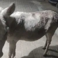 الاغ ماده جوان مخصوص گله|حیوانات مزرعه|الیگودرز, |دیوار