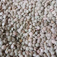 عدس|خوردنی و آشامیدنی|خرمدره, |دیوار