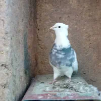 ۵عددطوقی هفت رنگ وپرتغالی