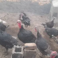 فروش بوقلمون|حیوانات مزرعه|شیراز, سعدیه شمالی|دیوار