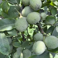 نهال سیب تک مهندس داداشی|خدمات باغبانی و درختکاری|اشنویه, |دیوار