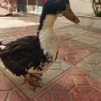 اردک