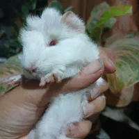 خوکچه چشم آلبالیویی