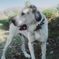 واگذاری سگ الابای|سگ|تربت جام, معدآباد|دیوار