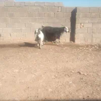 بز و بزغاله ماده