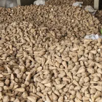 چغندردامی|عمده‌فروشی|قوچان, |دیوار