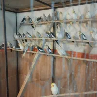 عروس هلندی|پرنده|ارومیه, |دیوار