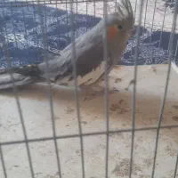 عروس هلندی