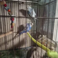 مرغ عشق پروانه ای