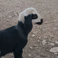 گوسفند ارزان