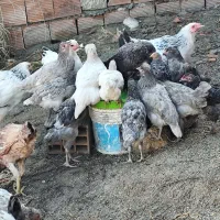 جوجه مرغ و خروس|حیوانات مزرعه|کردکوی, |دیوار