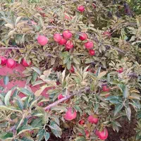 سیب|خوردنی و آشامیدنی|حسین آباد, |دیوار