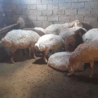 گوسفند|حیوانات مزرعه|ورزقان, |دیوار