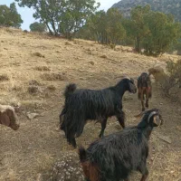 بز گوشتی