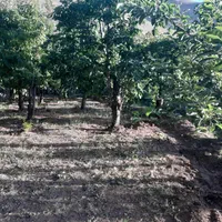 ۶۵۰ متر باغ سند دار جاده طالقان ابراهیم اباد|فروش زمین و ملک کلنگی|طالقان, |دیوار