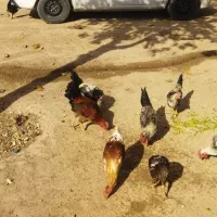 خروس محلی برافروش