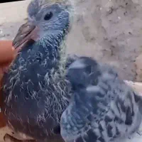 خریدار جوجه کبوتر پلاکی