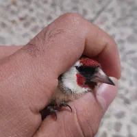 سهره نروماده