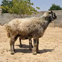قوچ سوز بختیاری|حیوانات مزرعه|شیراز, سعدیه شمالی|دیوار