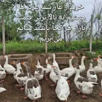 غاز فقد خیلی ممنون خبر بدید