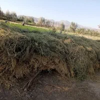فروش بیده