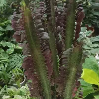 با اینها یه بهشت کوچولو تو خونه برا خودت بساز|گل و گیاه طبیعی|شاهینشهر, مخابرات (شهید بهشتی)|دیوار