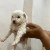 واگذاری سگ پامر‌ عروسکی نر نوزاد