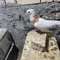 طوقی هفترنگ|پرنده|لنجان, |دیوار