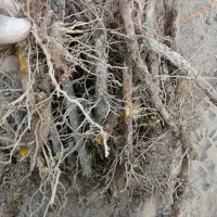 نهال زرشک پریشه|خدمات باغبانی و درختکاری|بیرجند, |دیوار